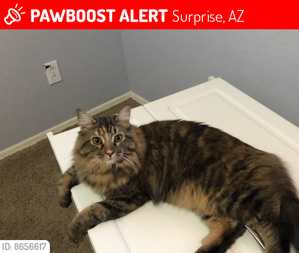 Lost Female Cat last seen Cactus Rd and Litchfield Rd in Surprise, Surprise, AZ 85379
