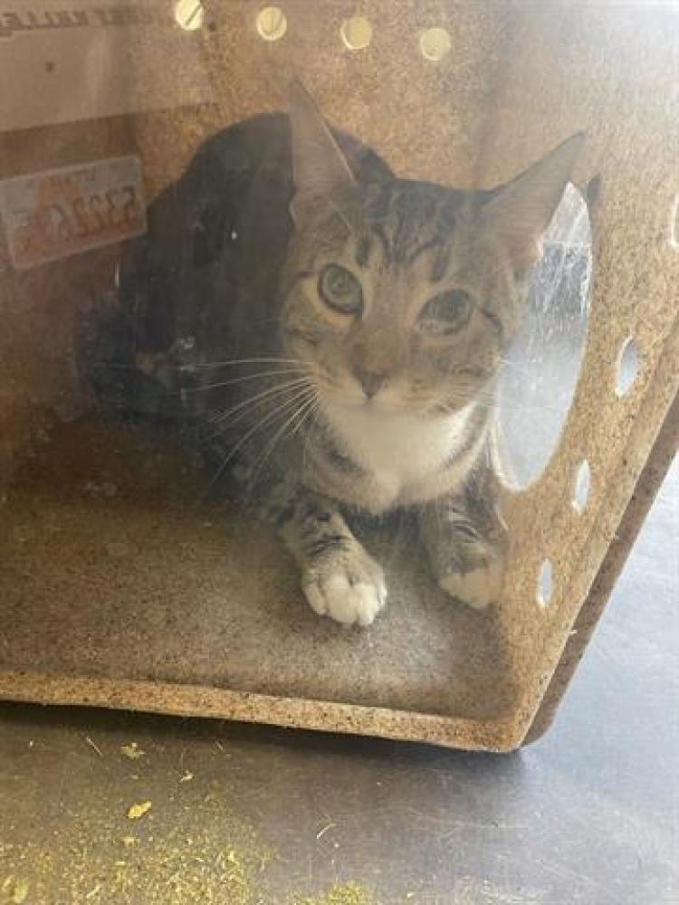 Shelter Stray Male Cat last seen Near BLOCK W 3500 S, WEST VALLEY CITY UT 84119, West Valley City, UT 84120