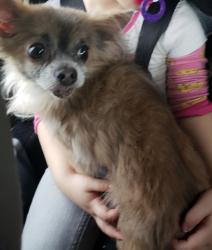 Lost Male Dog last seen Near John b Kelly school , Philadelphia, PA 19144