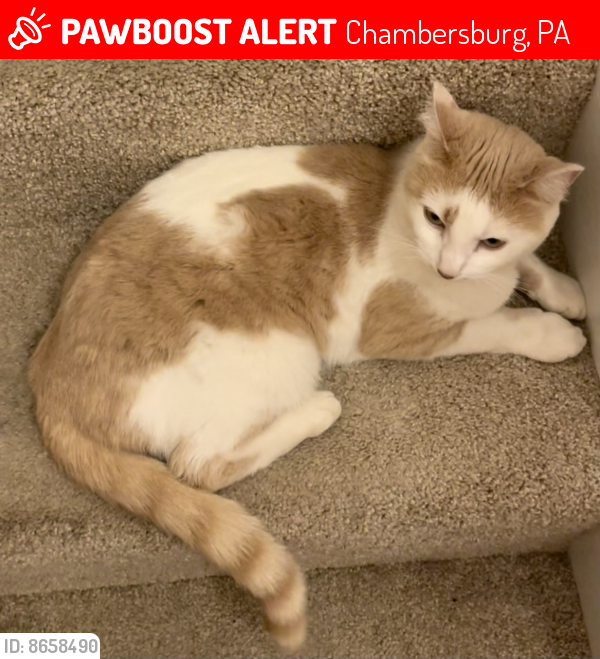 Lost Female Cat last seen Sunny side drive, route 30, Chambersburg, PA 17202