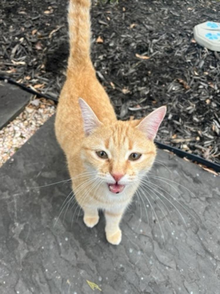 Shelter Stray Female Cat last seen Fairfax County, VA 20170, Fairfax, VA 22032