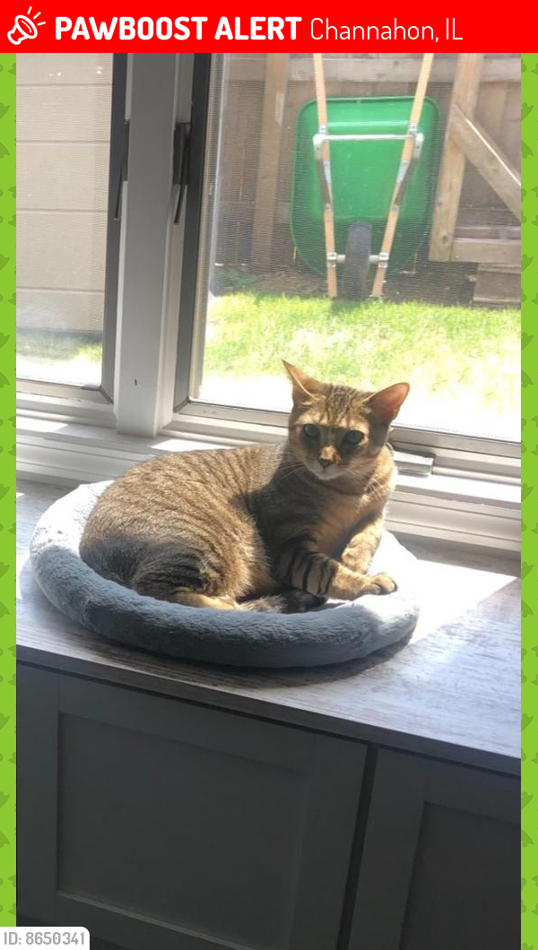 Lost Male Cat last seen North side of Route 6 between Channahon and Shorewood, Channahon, IL 60410