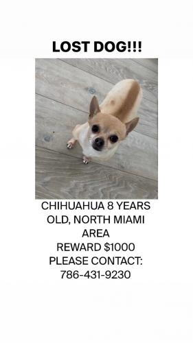 Lost Male Dog last seen North miami , Miami, FL 33162