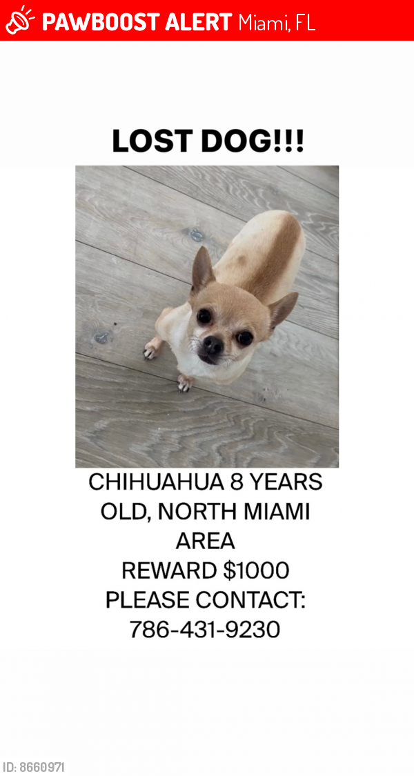 Lost Male Dog last seen North miami , Miami, FL 33162
