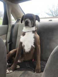 Lost Male Dog last seen Near Henry ave, Memphis, TN 38122