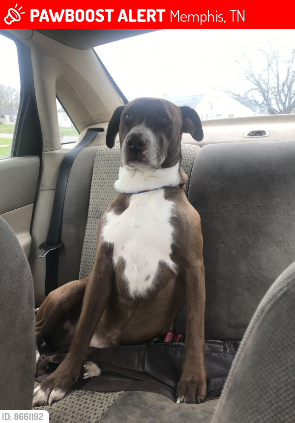 Lost Male Dog last seen Near Henry ave, Memphis, TN 38122