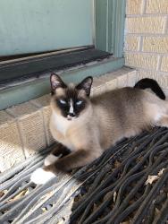 Lost Female Cat last seen Lindale area.  Between Ohio and Indiana Ave.  600 block., Corpus Christi, TX 78404