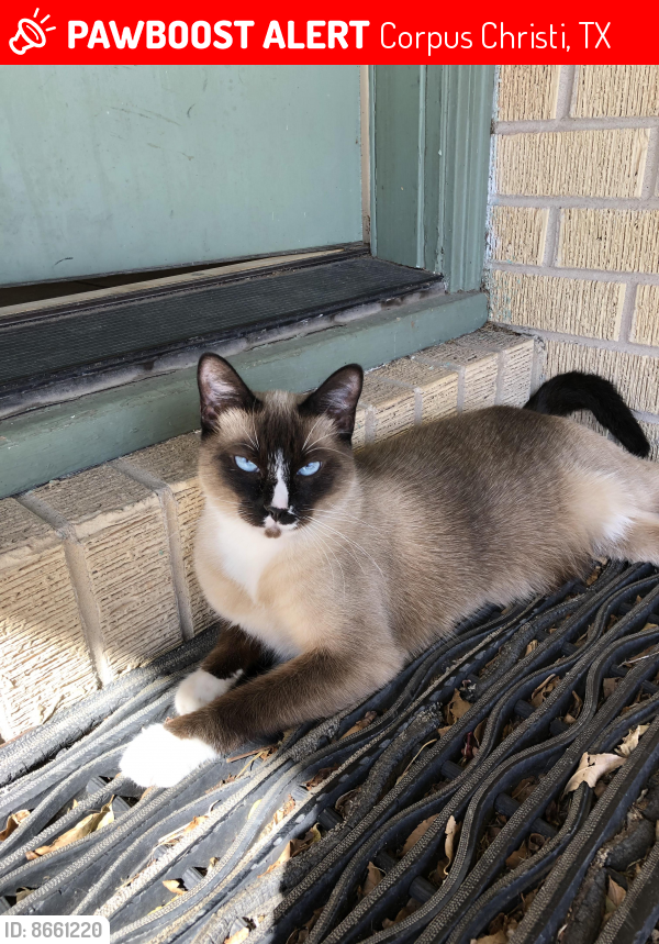 Lost Female Cat last seen Lindale area.  Between Ohio and Indiana Ave.  600 block., Corpus Christi, TX 78404
