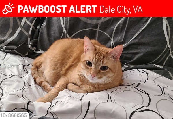 Lost Male Cat last seen Pearson Dr, Dale City, VA 22193