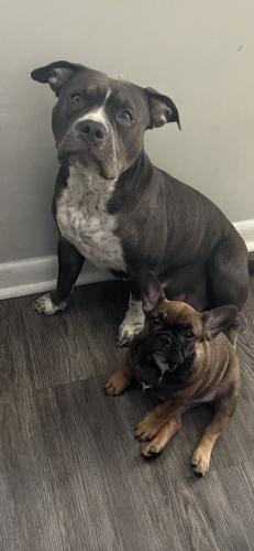 Lost Female Dog last seen Lost her in my neighborhood on east park ave. She is an American bully and friendly and hyper , Valdosta, GA 31603