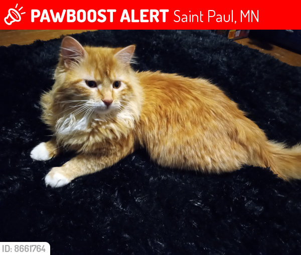 Lost Male Cat last seen Bates Ave 55106, Saint Paul, MN 55106