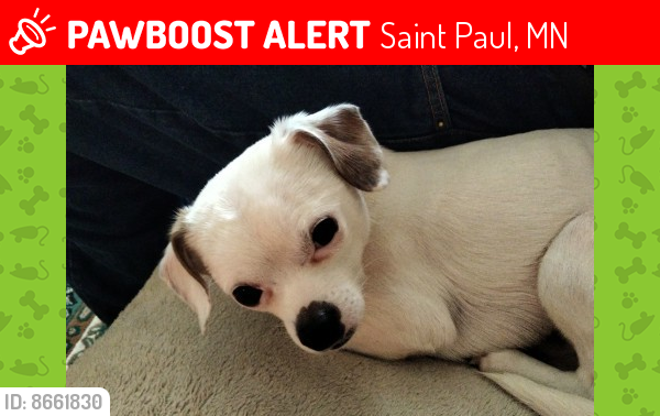 Lost Male Dog last seen Payne and phalen blvd, Saint Paul, MN 55130