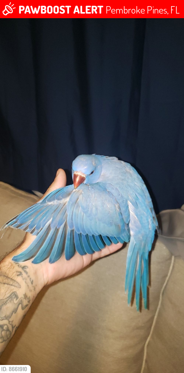 Lost Unknown Bird last seen Pines Blvd and S flamingo Rd by the mc donalds, Pembroke Pines, FL 33027
