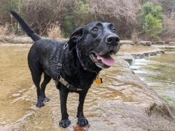 Lost Male Dog last seen Possibly seen on Latex headed toward state line, Mooringsport, LA 71060