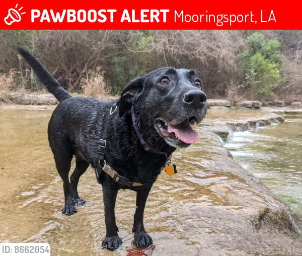 Lost Male Dog last seen Possibly seen on Latex headed toward state line, Mooringsport, LA 71060