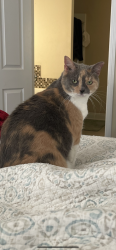 Lost Female Cat last seen Plantation of Santa Rosa Beach/Don Bishop , Santa Rosa Beach, FL 32459