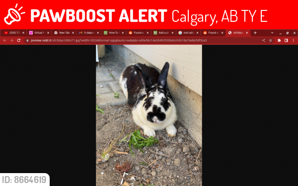 Lost Female Rabbit last seen fish creek, Calgary, AB T2Y 5E2