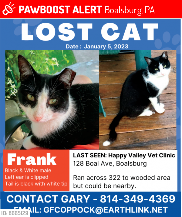 Lost Male Cat in Boalsburg, PA 16827 Named Frank (ID: 8665129) | PawBoost