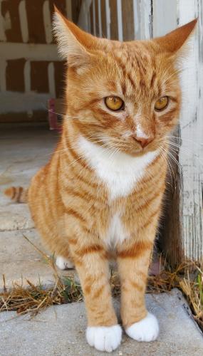 Lost Male Cat last seen Near Valley Tree, San Antonio, TX, San Antonio, TX 78250