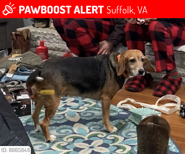 Lost Female Dog last seen block of woods between Kings Fork Road, Southside, and Route 460/Pruden Blvd., Suffolk, VA 23434