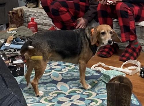 Lost Female Dog last seen block of woods between Kings Fork Road, Southside, and Route 460/Pruden Blvd., Suffolk, VA 23434