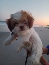 Reunited Male Dog last seen Oak Lynn apar, Philadelphia, PA 19126