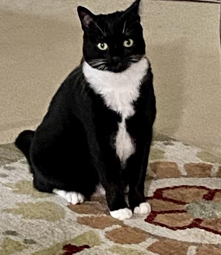 Lost Female Cat last seen Colonial Heritage Blvd. roundabout., James City County, VA 23188