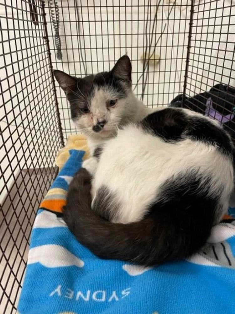 Shelter Stray Male Cat last seen GAINESVILLE/ BOLERO, Hayward, CA 94544