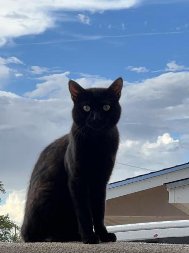 Lost Male Cat last seen 52nd and Churchill , Albuquerque, NM 87105
