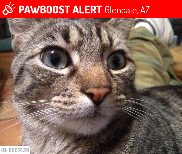 Lost Male Cat last seen Northern and 59th ave, Glendale, AZ 85301