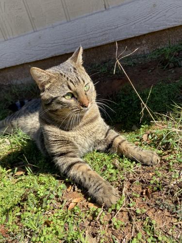 Lost Male Cat last seen Sprocket , Arlington, TX 76015