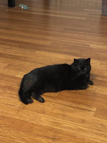 Lost Male Cat last seen Arundel Circle & MD 100, Hanover, MD 21076
