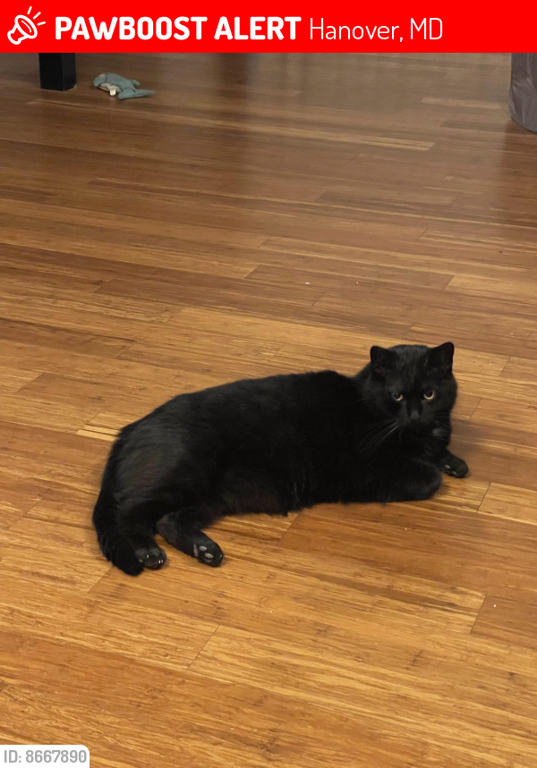 Lost Male Cat last seen Arundel Circle & MD 100, Hanover, MD 21076