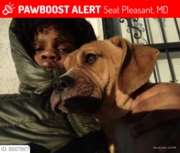 Lost Male Dog last seen Backyard , Seat Pleasant, MD 20743