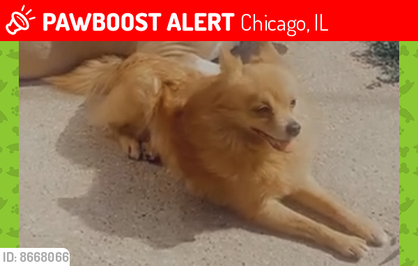 Lost Male Dog last seen Parnell and Lowe, Chicago, IL 60620