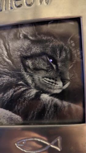 Lost Male Cat last seen Sublett and Aries, Arlington, TX 76001