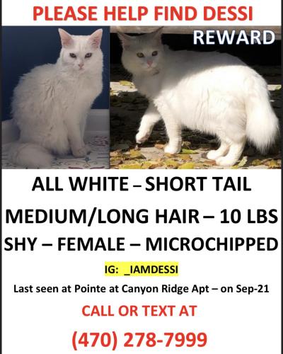 Lost Female Cat last seen Inside Pointe at Canyon Ridge apmts, 8350 Roswell Rd, Atlanta, GA 30350, Atlanta, GA 30350