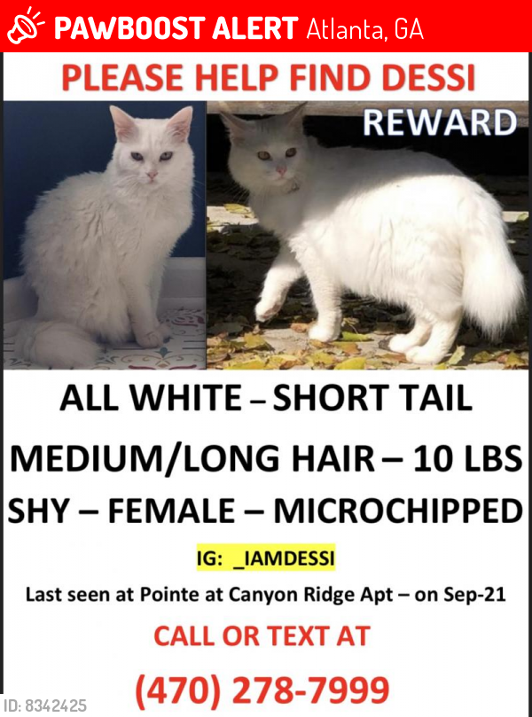 Lost Female Cat last seen Inside Pointe at Canyon Ridge apmts, 8350 Roswell Rd, Atlanta, GA 30350, Atlanta, GA 30350