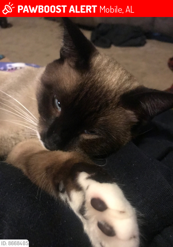 Lost Male Cat last seen Airport Boulevard and University , Mobile, AL 36608
