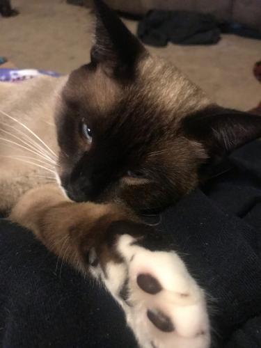 Lost Male Cat last seen Airport Boulevard and University , Mobile, AL 36608