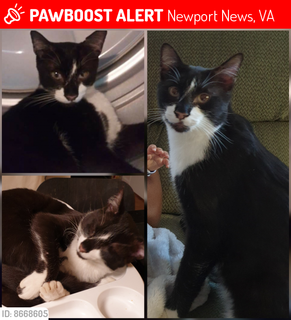 Lost Male Cat last seen Richneck Road/ Buchanan DR, Newport News, VA 23608