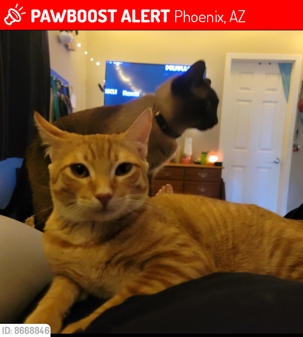 Lost Male Cat last seen 21st ave and Coolbrook ave, Phoenix, AZ 85023