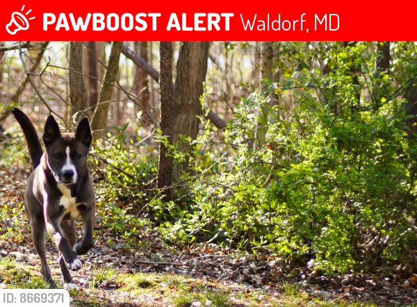 Lost Male Dog last seen Post office road , Waldorf, MD 20602