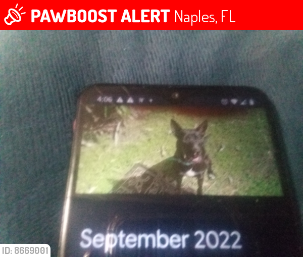 Lost Female Dog last seen Bayshore and Linda Drive , Naples, FL 34112