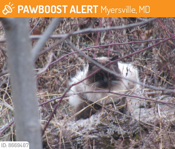 Found/Stray Unknown Cat last seen mt tabor rd and monument rd , Myersville, MD 21773