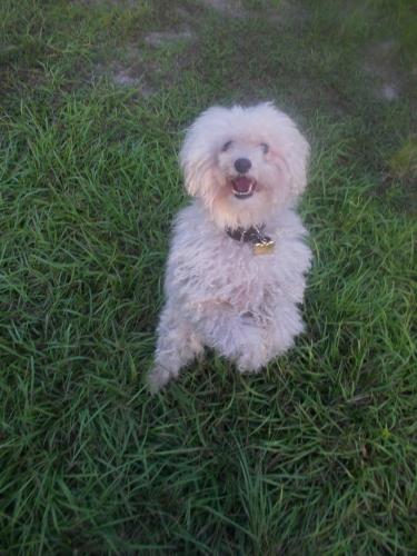 Lost Male Dog last seen Sunrise Blvd  between Bell Avenue and Andrews Avenue by the train tracks, Fort Pierce, FL 34982