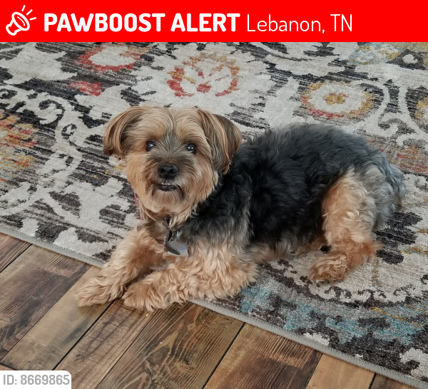 Lebanon, TN Lost Male Dog, Tucker Is Missing PawBoost