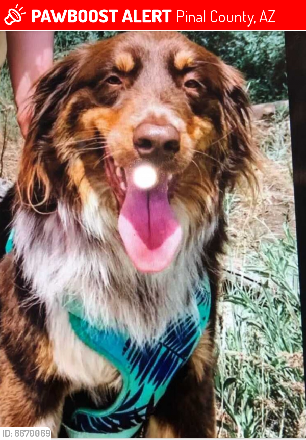 Lost Male Dog last seen Saddlebrook Ranch, Pinal County, AZ 85623
