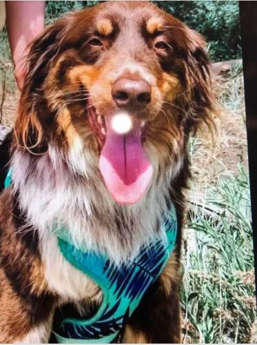 Lost Male Dog last seen Saddlebrook Ranch, Pinal County, AZ 85623