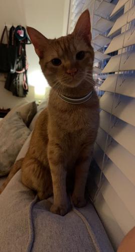 Lost Male Cat last seen Mills St and Wake Forest Rd , Raleigh, NC 27608